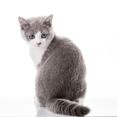 kitten on a white background. gray kitten