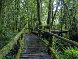 Fototapeta premium Rain forest at Doi intanon