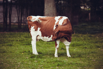 Fototapeta na wymiar Cows on meadow with green grass. Grazing calves