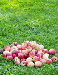 heap of apples outdoor