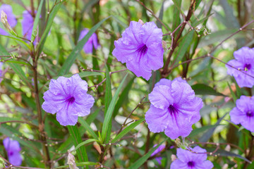 Fototapeta premium Ruellia