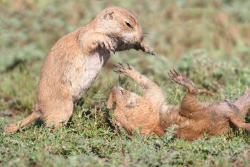 Black-tailed Prairie Dogs (Cynomys ludovicianus)