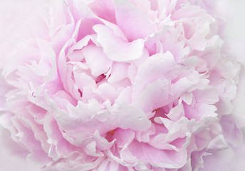 pink peony petals close-up