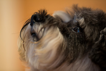 Close Up of Small Dog Face Looking Up