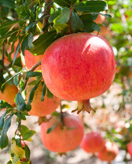 Ripe pomegranate  fruits  on  tree branch.