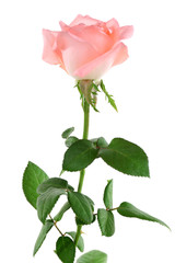 beautiful rose, isolated on white