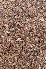 Fototapeta premium spices basil