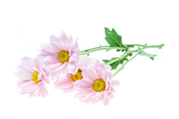 Pink Flowers on white background.