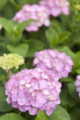 Obraz premium アジサイの花