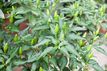 green chili peppers