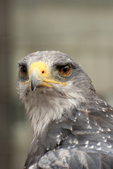 Adler Portrait