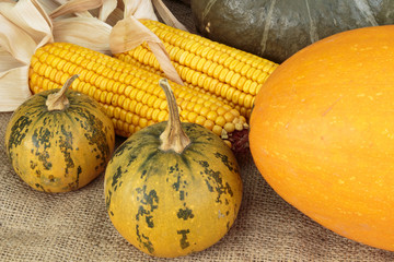 Pumpkins and corn on burlap background