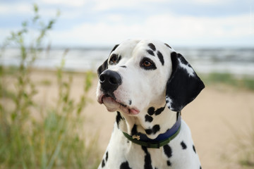 Dalmatian dog - obrazy, fototapety, plakaty