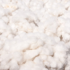 Cotton