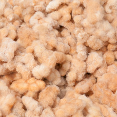 Organic brown cotton, Loei, Thailand.