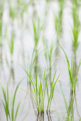初夏の水田