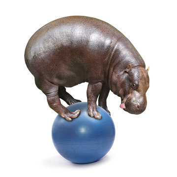 African Hippo balancing on a blue ball.