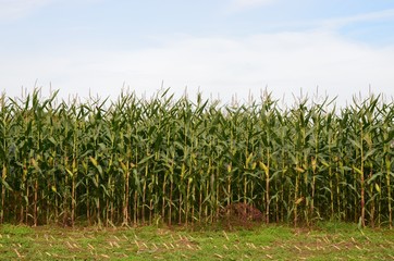 Maisfeld im September