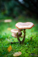 Mushrooms