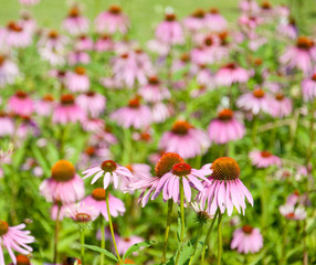 field with purple coneflowers - echinacea