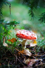 Amanita