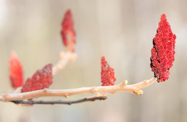 fruit of a staghorn sumac tree - 70680368