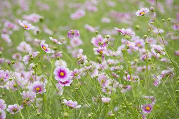 紫色に咲くコスモスの畑