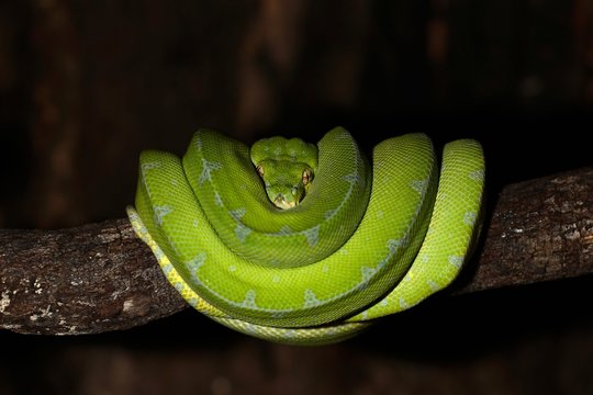Morelia viridis