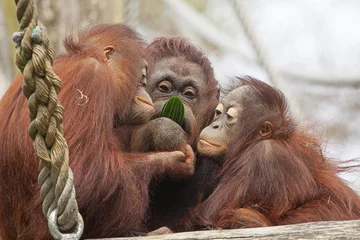 Fototapeten Uranutans essen zusammen eine Gurke. © photoPepp