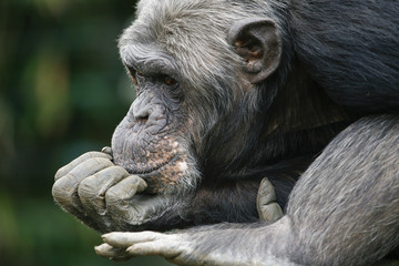 Chimpanzee in dreamland. Chimpanzee sitting with its fist under its chin. Chimpanzee deep in...