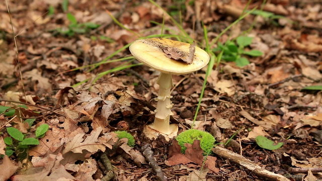 Amanita Phalloides fungus, poisonous subject in a forest
