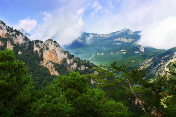 Summer landscape with rocky and pine trees