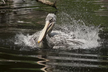 Fototapeten Grijze pelikaan in bad. © photoPepp