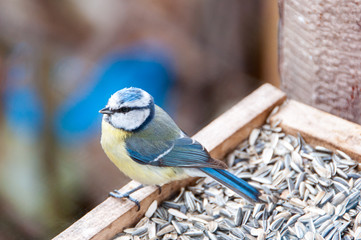 Blue tit