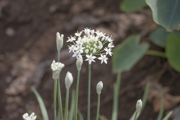白く咲くニラの花