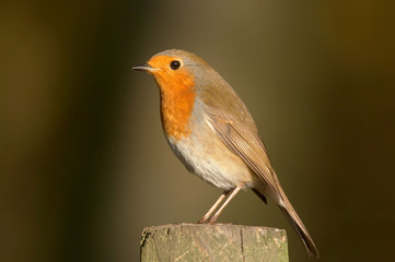 Robin - Erithacus rubecula