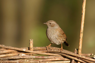 Dunnock - Prunella modularis