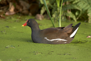 Moorhen - Gallinula chloropus
