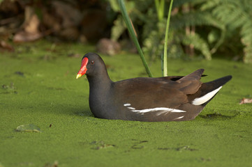 Moorhen - Gallinula chloropus