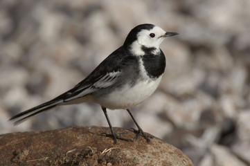 Pied Wagtail - Motacilla alba