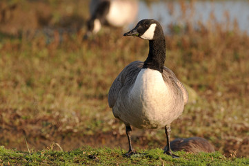 Canada Goose - Branta canadensis