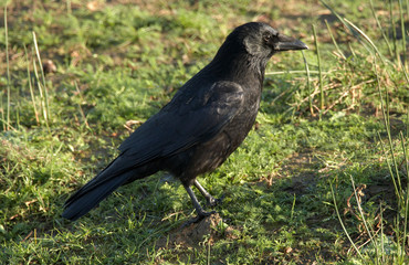 Carrion Crow - Corvus corone