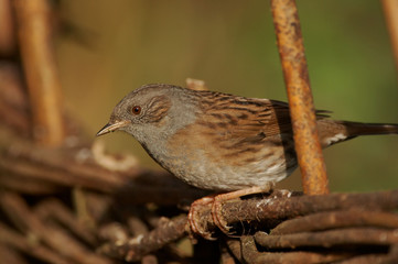 Dunnock - Prunella modularis