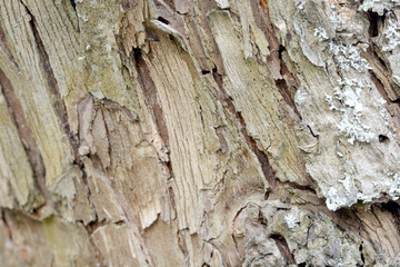 Old wood texture