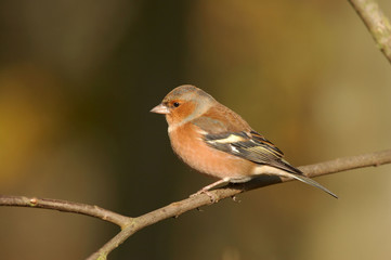 Chaffinch - Fringilla coelebs