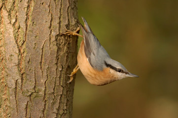 Nuthatch - Sitta europaea