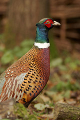 Pheasant - Phasianus colchicus
