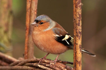 Chaffinch - Fringilla coelebs