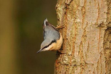 Nuthatch - Sitta europaea