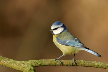 Blue Tit - Parus caeruleus